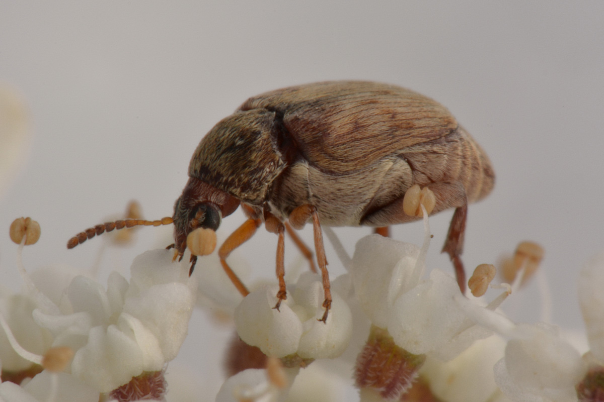 Bruchidius terrenus (cfr.)